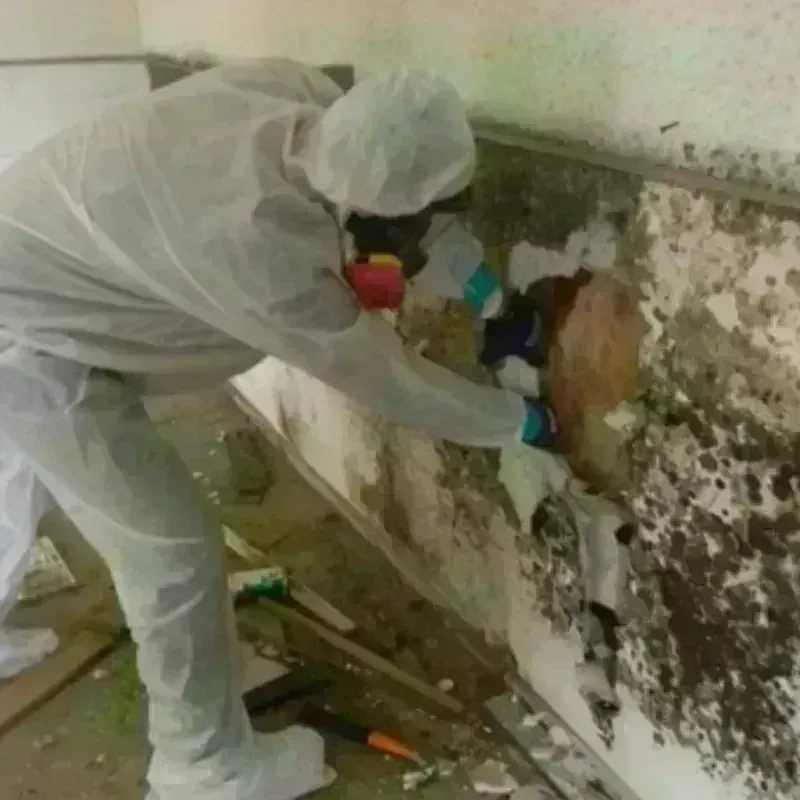 Mold Remediation and Removal in Dunn, NC